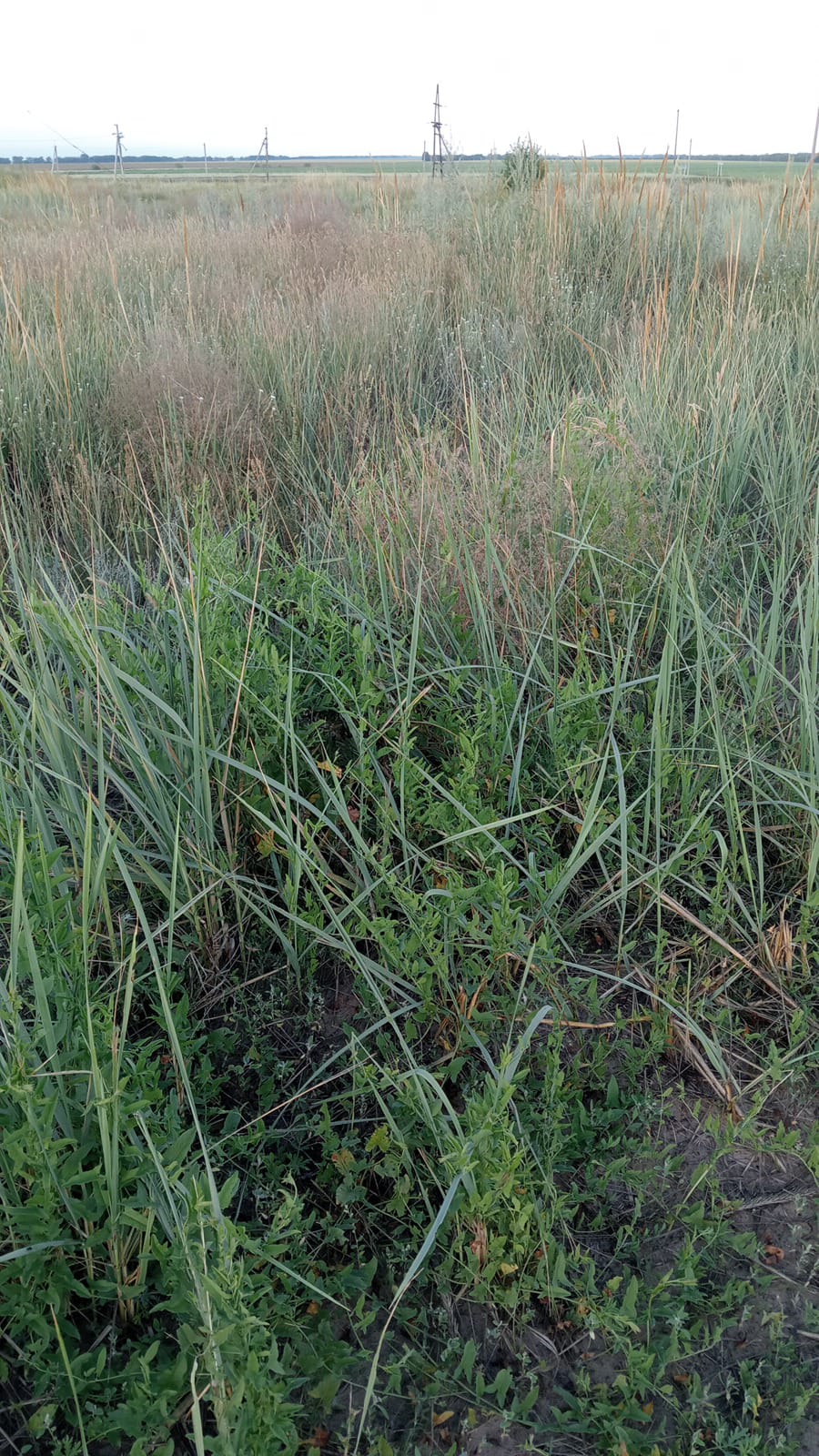 img-2