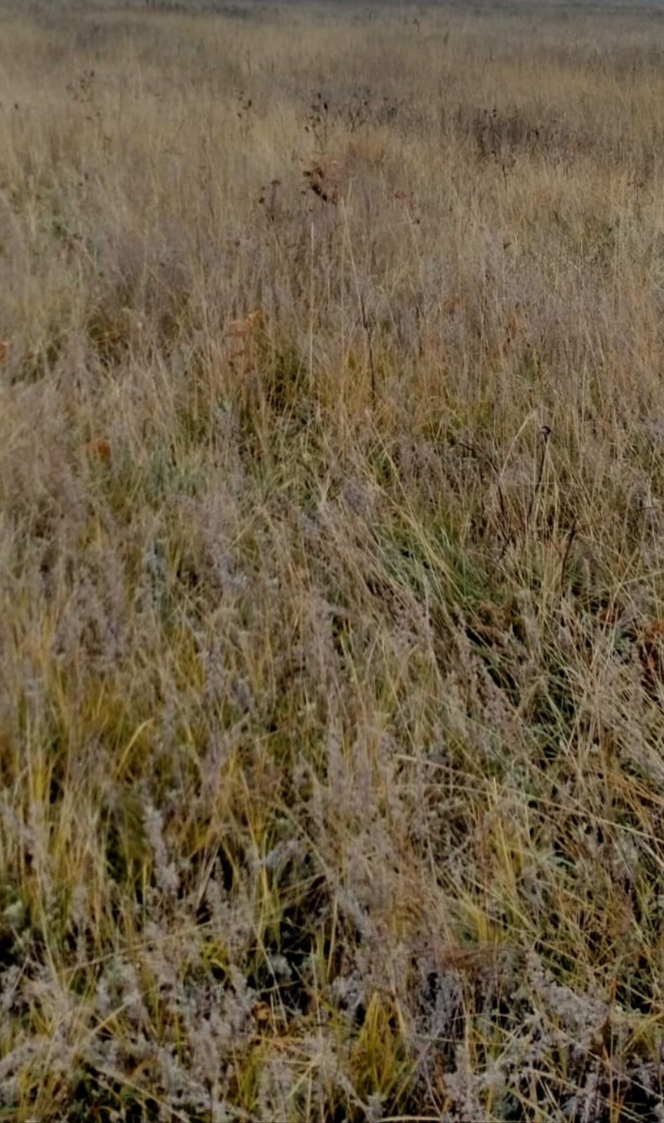 img-1